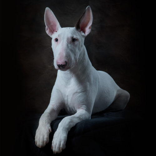 hunde portrait fotografie kaelin meilen